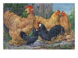 Cochin's tower over the black bantams with their abundant shanks. Giclee Print by National Geographic Society 
