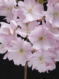 Pink Cherry Blossom, close-up Photographic Print by Claudia Rehm