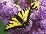 A Canadian Tiger Swallowtail Butterfly (Papilio Canadensis) in the Maritimes, Newfoundland and Labr Photographic Print by Barrett & MacKay 