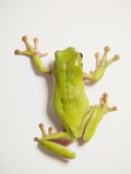 Close up of tree frog Photographic Print