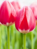 Dark Pink Tulips Photographic Print by Frank Lukasseck