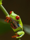Red-Eyed Tree Frog in Costa Rica Fotografisk tryk af Paul Souders