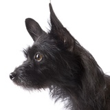 Black toy terrier Photographic Print by Michael Kloth