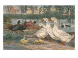 A painting of Black East India ducks and Pekin ducks Giclee Print by Hashime Murayama