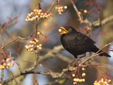 Eurasian blackbird foraging berries from tree Photographie par Andrew Parkinson