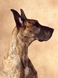 Profile of a Great Dane Photographic Print by Don Mason
