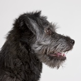 Wolfhound puppy Photographic Print by Michael Kloth