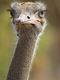 Common Ostrich Photographic Print by William Manning
