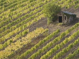 Italy, Tuscany shed in vineyard, elevated view Photographic Print by Fotofeeling 
