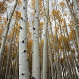 Grove of Coloful Aspens in Fall Photographic Print by Micha Pawlitzki