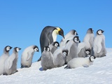 Emperor penguins Photographic Print by Frank Krahmer