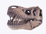 Tyrannosaurus rex skull Photographic Print by Walter Geiersperger