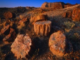 Petrified Forest Photographic Print by George H.H. Huey