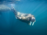 Paul Souders - Walrus Swimming Underwater Near Tiholmane Island - Fotografik Baskı Paul Souders - Walrus Swimming Underwater Near Tiholmane Island - Fotografik Baskı