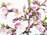 Cherry blossoms Photographic Print by Frank Krahmer
