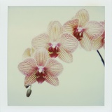 Balkan Kaleidoscope Orchid Fotografie-Druck von John Kuss