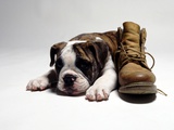 Portrait of English bulldog puppy with boot Photographic Print by Lew Long