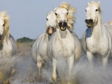 Camargue horses running in marsh Photographie par Theo Allofs