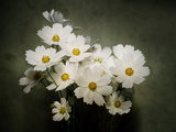 Close-up of a cosmos Photographic Print by Sung-Il Kim