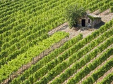 Italy, Tuscany, Vineyard with cabin Photographic Print by Fotofeeling 