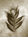 Holly Fern Photographic Print by John Kuss