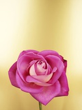 A Pink Rose Symbolizing Gratitude Impressão fotográfica por Bernd Vogel A Pink Rose Symbolizing Gratitude Impressão fotográfica por Bernd Vogel