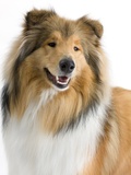 Rough collie show dog Photographic Print by Barry Lewis