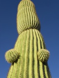 Saguaro Cactus in Tinajas Altas Mountains Photographic Print by Kevin Schafer