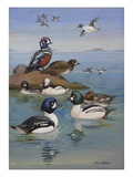 A painting of two species of golden-eye and buffleheads Giclee Print by Allan Brooks