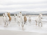 Horses on the Beach Fotografie-Druck