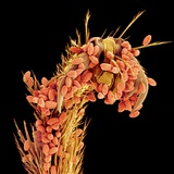 Leg of a bee with pollen Photographic Print by Micro Discovery 