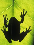 Silhouette of an Eastern Tree Frog (hyla Versicolor) Clinging to a Leaf, Walden, Ontario, Canada Valokuvavedos tekijänä Don Johnston Silhouette of an Eastern Tree Frog (hyla Versicolor) Clinging to a Leaf, Walden, Ontario, Canada Valokuvavedos tekijänä Don Johnston