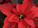 Closeup of poinsettia flower Photographic Print