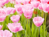 Pink tulips Photographic Print by Frank Lukasseck