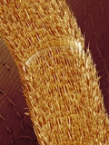 Antenna of ant Photographic Print by Micro Discovery 