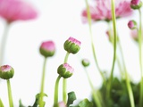 Daisies Photographic Print by Frank Krahmer