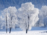 Austria, Salzburger Land, Trees in snow Photographic Print by Hans Huber