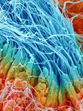 Sperm in rat testis Photographic Print by Micro Discovery 