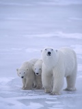Mother Polar Bear (Ursus maritimus) with Cubs, Churchill, Manitoba Photographic Print by Grambo 