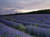 Lavender Field at Sunset Photographic Print by Roland Gerth