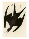 Frigate Pelican Giclee Print by John James Audubon