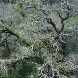 Moss Covered Tree Photographic Print by Micha Pawlitzki