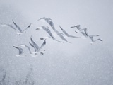Flock of Black-headed gull flying in blizzard Photographie par Andrew Parkinson