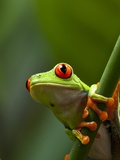 Red-eyed tree frog on stem Lámina fotográfica por Paul Souders Red-eyed tree frog on stem Lámina fotográfica por Paul Souders