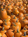 Pumpkins Photographic Print by Fotog 