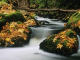 Goldstream Creek, Goldstream Creek Provincial Park, Vancouver Island, British Columbia, Canada. Photographic Print by John E Marriott