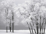 Foggy winter day at Bear Lake Photographic Print by Scott Smith