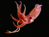 Bioluminescent Cock-eye Squid  (Histioteuthis heteropsis) Photographic Print by David Wrobel