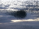 Mass of Starlings flying at twilight Photographie par Andrew Parkinson