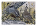 A Painting of a Pair of Quail Giclee Print by Louis Agassiz Fuertes